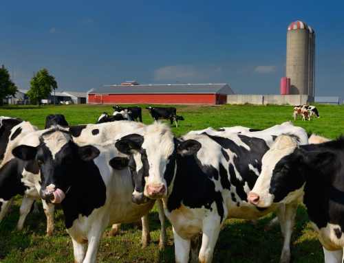 The Essential Guide to Farm Insurance in Ontario: Protecting Your Agricultural Investments